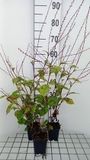 Groendecor Tuinarchitectuur 6x Duizenknoop - Persicaria filiformis | pot 9x9 cm