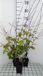 Groendecor Tuinarchitectuur 6x Duizenknoop - Persicaria filiformis | pot 9x9 cm
