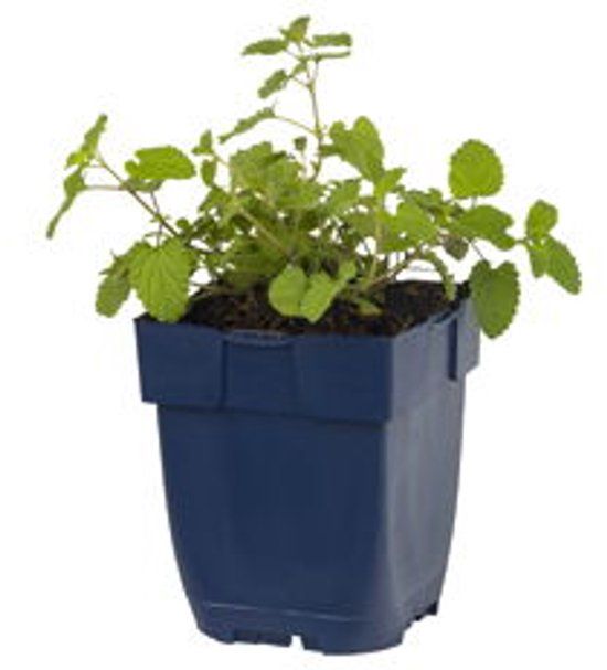 Griffioen Nepeta faassenii
