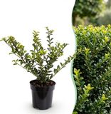 Green boutiQ - 40x Ilex crenata Golden Gem - Japanse Hulst - Haagplanten - Groenblijvend - Geel - Pot 9cm - Hoogte 20-30cm