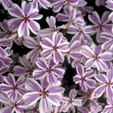 Arborix Phlox 6 x Phlox 'Candy Stripes' - Vlambloem pot 9x9cm