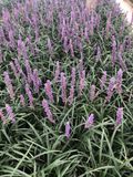 GRDplanten Leliegras 6x Leliegras - Liriope muscari 'Moneymaker' | 9x9 cm pot