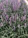 GRDplanten Leliegras 6x Leliegras - Liriope muscari 'Moneymaker' | 9x9 cm pot