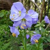 Arborix Bol 6 x Polemonium Reptans 'Blue Pearl' - Jakobsladder pot 9x9cm, blauw bloeiend en bodembedekkend