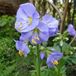 Arborix Bol 6 x Polemonium Reptans 'Blue Pearl' - Jakobsladder pot 9x9cm, blauw bloeiend en bodembedekkend
