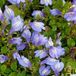 Bloomique - Set van 3 - Mazus Reptans - Vijverplanten - Waterplanten - Hoogte 10-20 cm - Pot 9 cm