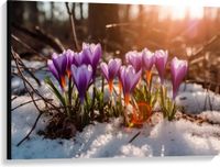 Merkloos / Sans marque Take your time Canvas - Wit met Paarse Crocus Bloemen in Besneeuwd Bos met Zonnestralen - 100x75 cm Foto op Canvas Schilderij (Wanddecoratie op Canvas)