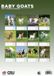 CalendarsRUs Baby Geiten A3 Kalender 2027