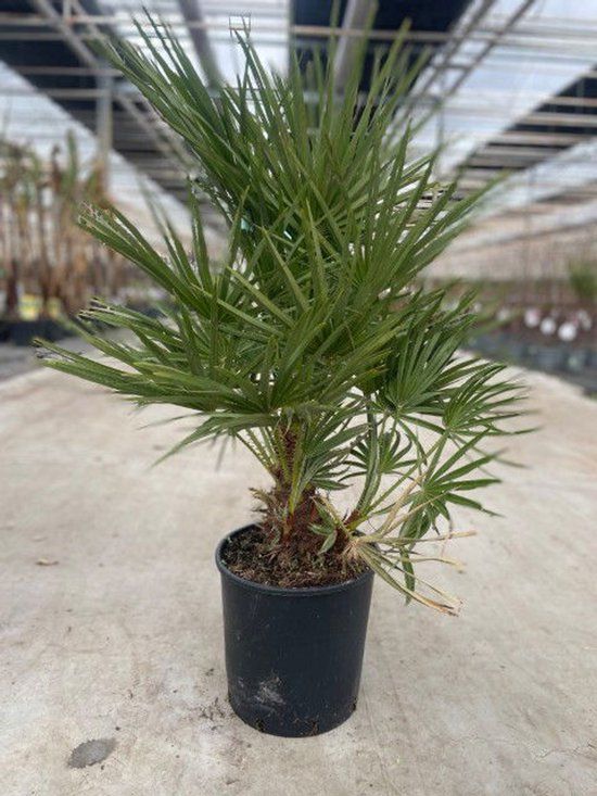 Warentuin natuurlijk Oosterik home - Chamaerops humilis 10 liter pot