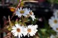 GRDplanten Aster 6x Aster - Aster n.b. 'White Ladies' | 9x9 cm pot