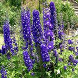 Arborix Delphinium 6 x 'King Arthur' - Ridderspoor pot 9x9cm