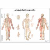 3B Scientific – Gelamineerde Body Acupunctuur Poster – UV en Stof Beschermde Poster voor Studie, Onderwijs en Klinieken