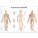 3B Scientific – Gelamineerde Body Acupunctuur Poster – UV en Stof Beschermde Poster voor Studie, Onderwijs en Klinieken