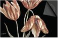 Dietrix Inductie Beschermer - 78x52 cm - Botanical Wilde Tulp op Zwart