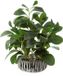 Unyqoos Plante décorative Peperomia dans un pot en ciment robuste pour intérieur et extérieur
