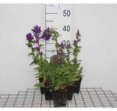 Groendecor Tuinarchitectuur 6x Campanula glom. 'Superba' | pot van 9x9 cm