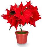 Krist+ Kunstplant Kerstster - Poinsettia - rood - H30 cm