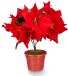 Krist+ Kunstplant Kerstster - Poinsettia - rood - H30 cm