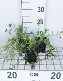 Groendecor Tuinarchitectuur 12x Petite pervenche - Vinca minor 'Atropurpurea' ('rubra') | pot de 9x9 cm