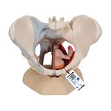 3B Scientific Menselijke anatomie - vrouwelijk bekken met banden met mediaan snit door bekkenbodemspieren en organen, 4-delig + gratis anatomiesoftware - 3B Smart Anatomy, H20/3