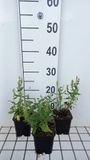 GRDplanten Groendecor Tuinarchitectuur 6x Struiksalie - Salvia nem. 'Sensation Medium White' | 9x9 cm pot