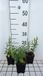 Groendecor Tuinarchitectuur 6x Sauge arbustive - Salvia nem. 'Sensation Medium White' | pot de 9x9 cm