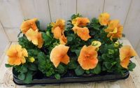 Warentuin natuurlijk Warentuin Grootbloemige Violen Oranje 12 stuks