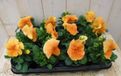 Warentuin natuurlijk Warentuin Grootbloemige Violen Oranje 12 stuks