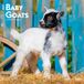 Baby BrownTrout Baby Goats - Ziegenbabys 2027 - 16-Monatskalender