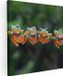 Artaza Canvas Schilderij Groep Kikkers op een Tak - 70x70 - Canvas Print