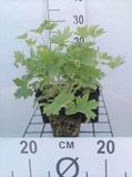 GRDplanten Groendecor Tuinarchitectuur 6x Ridderspoor - Delphinium (p) 'Blue Bird' | 9x9 cm pot