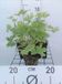 GRDplanten Groendecor Tuinarchitectuur 6x Ridderspoor - Delphinium (p) 'Blue Bird' | 9x9 cm pot