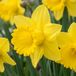 Green boutiQ - 280x Narcissus Yellow
