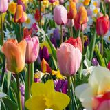 Bloomique - Mix van 50 - Beauty Mix - Mix van 6 Soorten - Bloembollen - Voorjaarsbloeiend - Meerjarige Planten - Groeit tot van 5 tot 55 cm