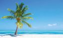 RoomMates Stickerbehang palm tree 91 x 152 cm