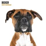 Boxer Boxer Modern kalender 2024