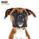 Boxer Boxer Modern kalender 2024