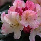 Arborix Rhododendron Rhododendron 'Percy Wiseman' 40-50 cm pot