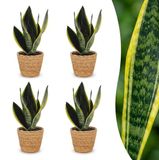 Green boutiQ Sansevieria Future Superb Vrouwentong - 4 Planten - Pot 12cm - Hoogte 35cm