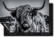 Chefcare Inductie Beschermer Schotse Hooglander Koe - Zwart Wit - 77x59 cm