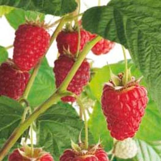 Fruithof Rubus idaeus Malling Promise - 8717755064592