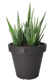 Pro Garden Bloempot - antraciet - rond - D20 cm - kunststof