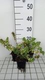 GRDplanten Groendecor Tuinarchitectuur 6x Dovenetel - Lamium mac. 'Shell Pink' | 9x9 cm pot
