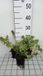 GRDplanten Groendecor Tuinarchitectuur 6x Dovenetel - Lamium mac. 'Shell Pink' | 9x9 cm pot