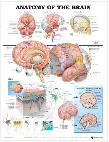 Anatomical Chart Anatomy of the Brain - 50 x 66 cm - 9781587790904