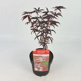 Plantenwinkel.nl Acer palmatum 'Starfish' - Japanse esdoorn - Hoogte 30/40 cm - 19cm Ø pot - Donker Rood