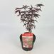 Plantenwinkel.nl Acer palmatum 'Starfish' - Japanse esdoorn - Hoogte 30/40 cm - 19cm Ø pot - Donker Rood