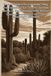 Cactus Toridreams Cactus Culture for Amateurs
