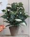 Mica Decorations Cordyline kunstplant - groen - H33 cm x D25 cm - grijze sierpot