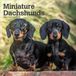 Miniature BrownTrout Publishers Miniature Dachshunds - Zwergdackel 2027 - 16-Monatskalender